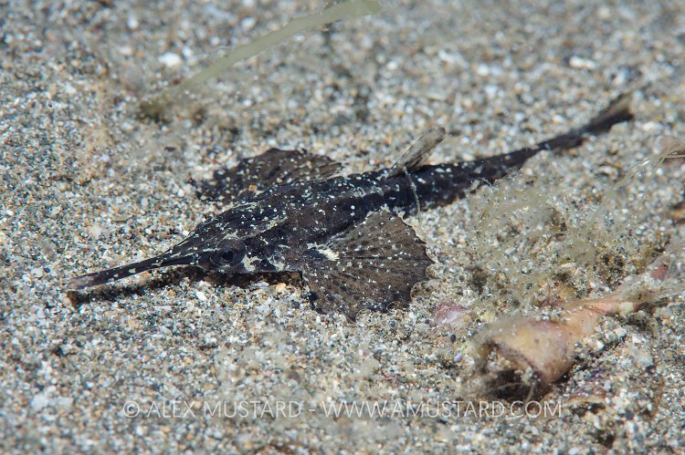 Slender Sea Moth. Philippines.