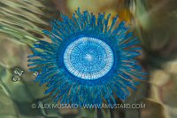 Porpita Medusa. Philippines.