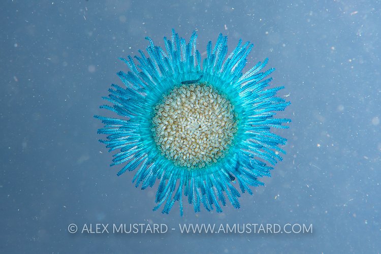 Porpita Medusa. Philippines.