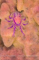 Hairy Squat Lobster. Philippines.