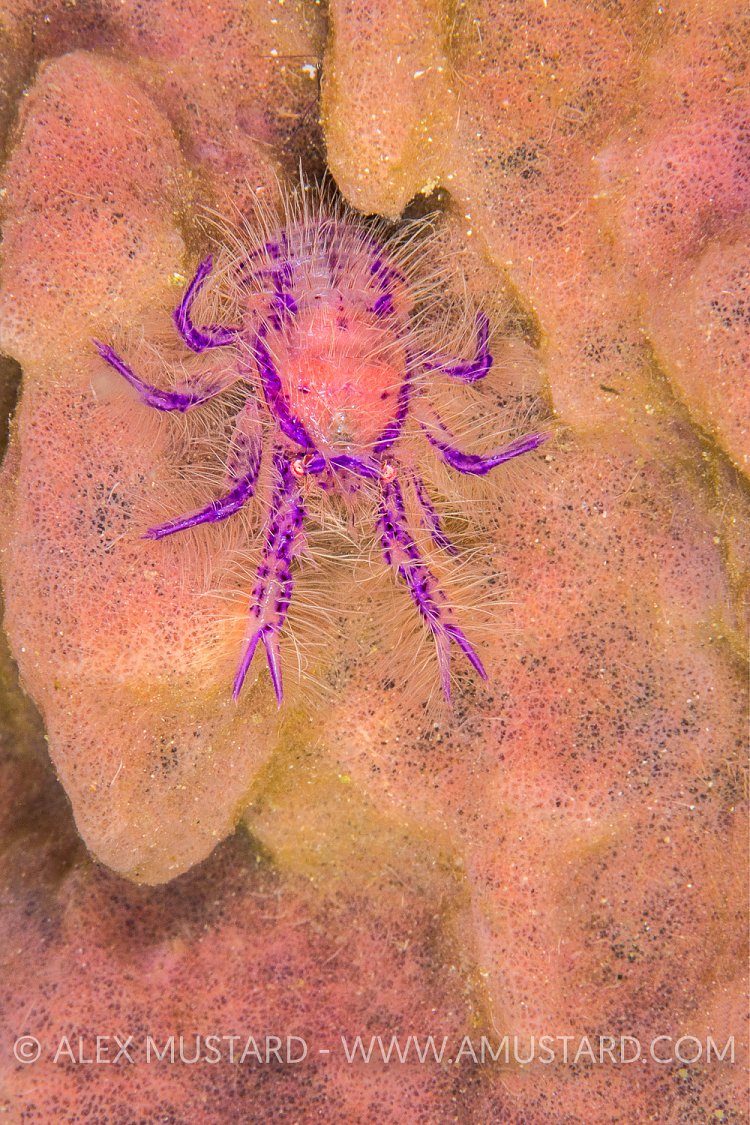 Hairy Squat Lobster. Philippines.