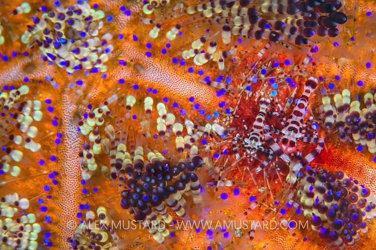 Coleman Shrimps On Fire Urchin. Philippines.