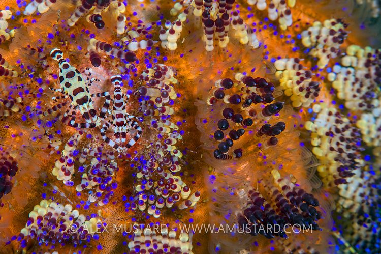 Coleman Shrimps On Fire Urchin. Philippines.