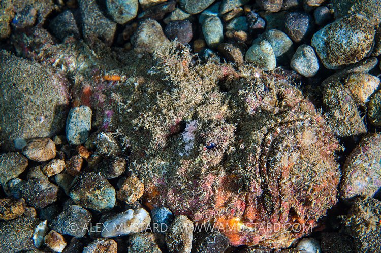 Stonefish In Stones. Philippines.