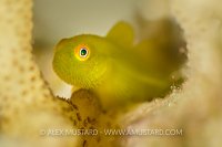 Hairy Goby. Philippines.