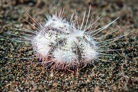 Heart Urchin. Philippines.