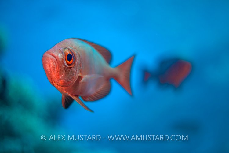 Bigeye Portrait. Egypt