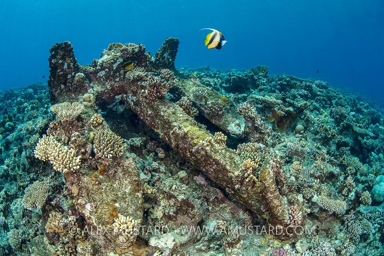 Kimon M Anchor. Egypt