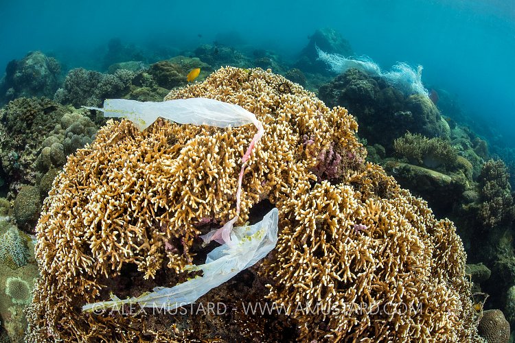 Plastic Pollution On Coral Reef. Indonesia