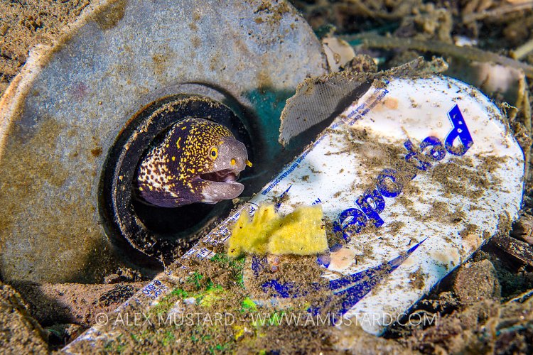 Moray In Rubbish. Indonesia