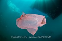 Plastic Bag Pollution. Indonesia