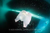 Plastic Bag Pollution. Indonesia