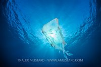 Plastic Jellyfish. Cayman Islands