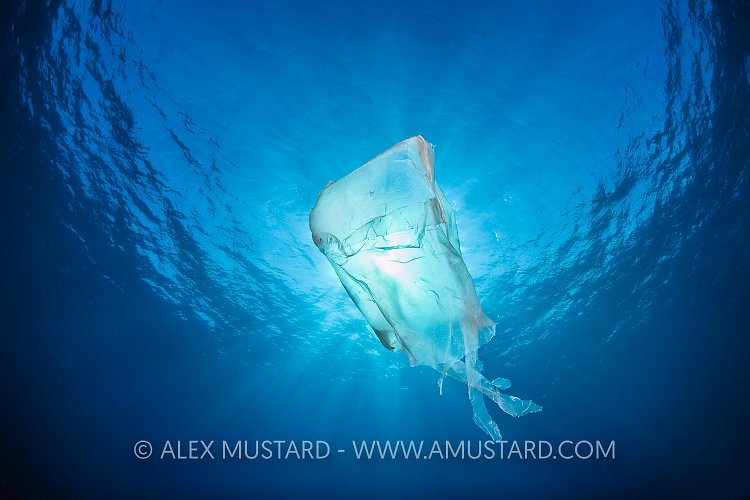 Plastic Jellyfish. Cayman Islands
