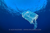 Plastic Jellyfish. Cayman Islands
