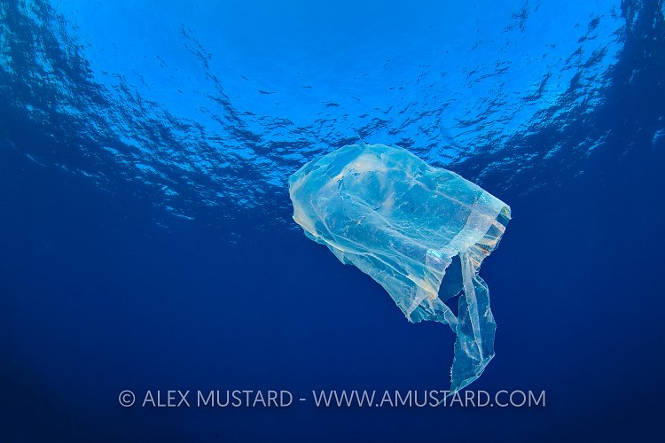 Plastic Jellyfish. Cayman Islands
