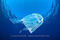 Plastic Jellyfish. Cayman Islands