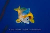 Spawning Hamlets. Cayman Islands