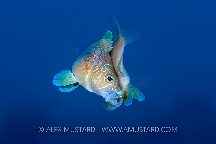 Spawning Hamlets. Cayman Islands