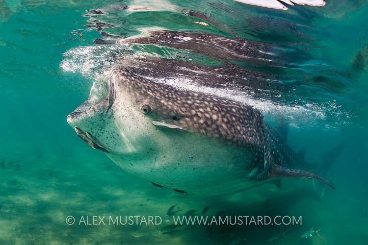 Whale Shark In Shallows. Mexico