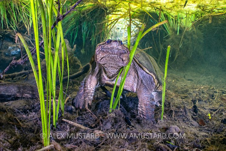 Snapping Turtle Attitude. USA