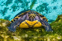 Cooter In Spring. USA