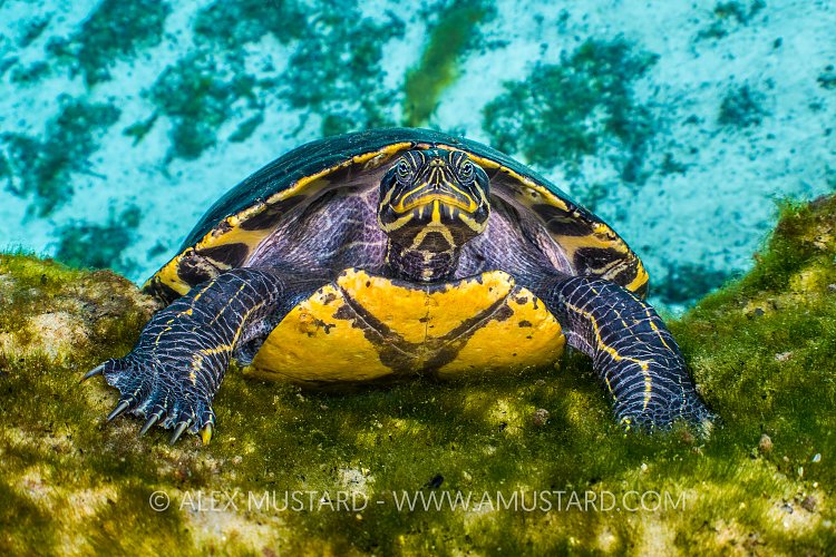 Cooter In Spring. USA