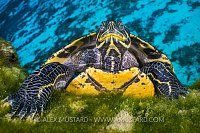 Cooter In Spring. USA