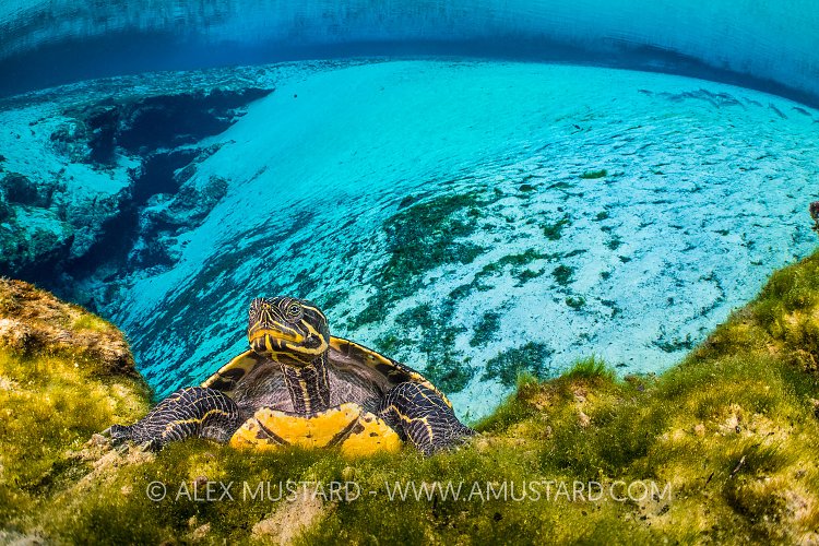 Cooter In Spring. USA