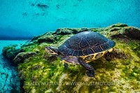 Cooter In Spring. USA