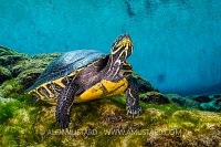 Cooter In Spring. USA