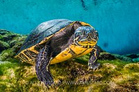 Cooter In Spring. USA