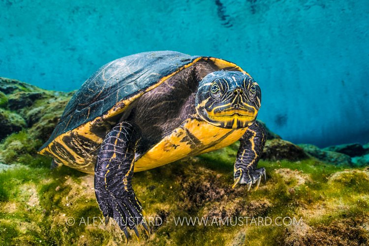 Cooter In Spring. USA