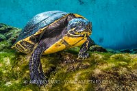 Cooter In Spring. USA