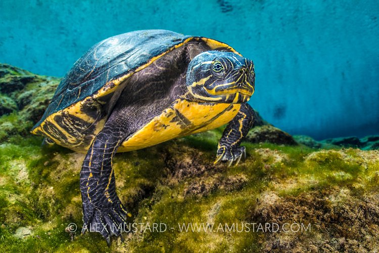 Cooter In Spring. USA