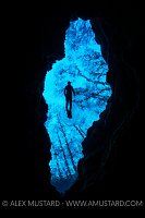 Snorkeller And Trees. USA