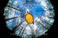 Cooter In The Trees. USA