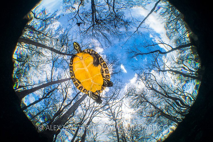 Cooter In The Trees. USA