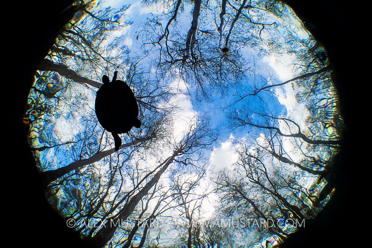 Cooter In The Trees. USA