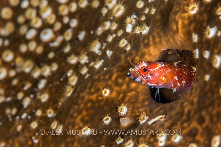 Endemic Starksia Blenny. Cayman Islands