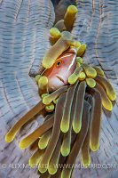 Anemonefish in Anemone. Indonesia