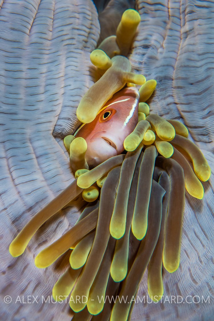 Anemonefish in Anemone. Indonesia