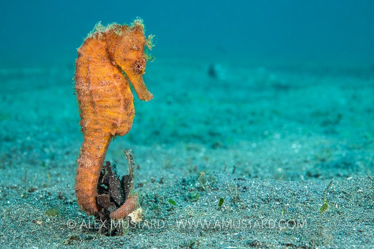 Orange Seahorse. Indonesia