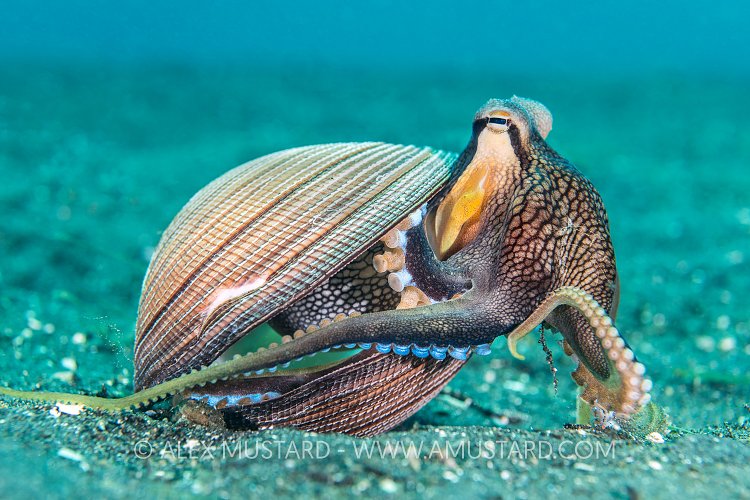 Octopus Stepping Out. Indonesia