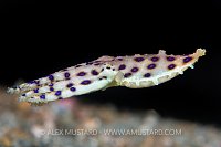 Blue Ring. Indonesia