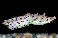 Blue Ring. Indonesia