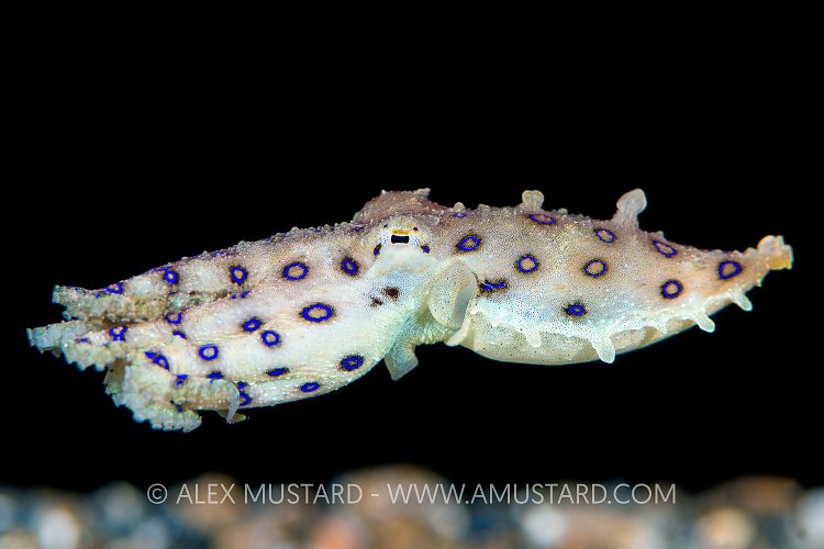 Blue Ring. Indonesia