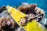 Garbage On Reef. Indonesia