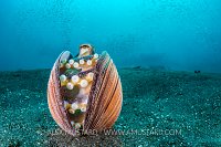 Octopus In Shell. Indonesia