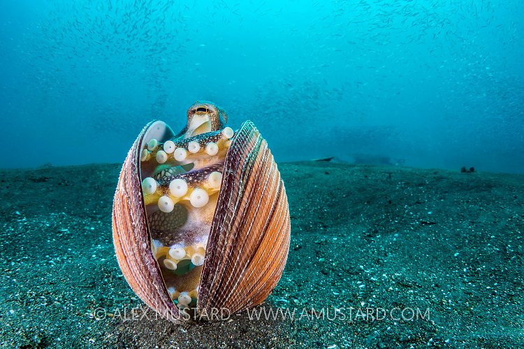 Octopus In Shell. Indonesia